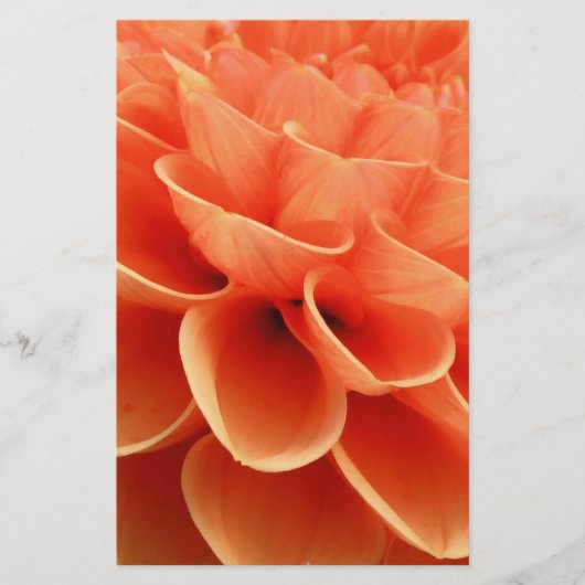 Beautiful Peach Colored Dahlia Flower Petals (Front)