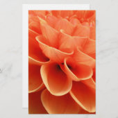 Beautiful Peach Colored Dahlia Flower Petals (Front/Back)