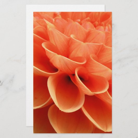 Beautiful Peach Colored Dahlia Flower Petals (Front/Back)