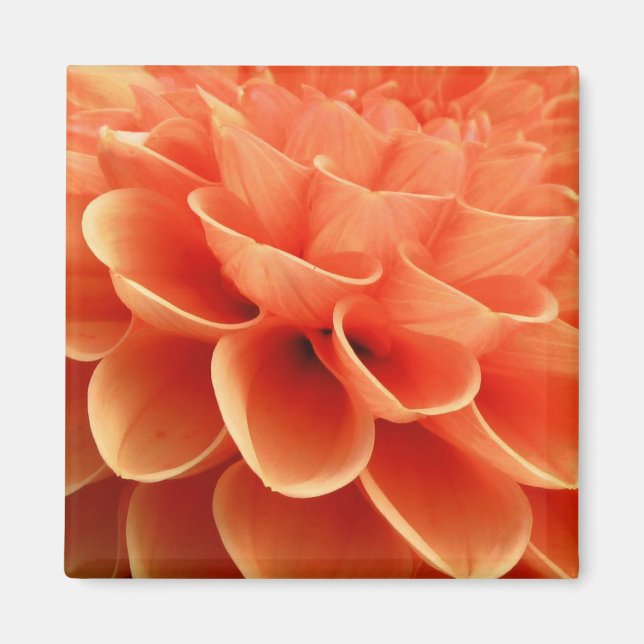 Beautiful Peach Colored Dahlia Flower Petals Magnet (Front)