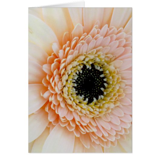 Beautiful Peach/Cream Gerber Cards (Front)