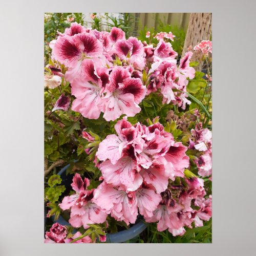 Beautiful Peach Pelargonium Flower Garden Poster