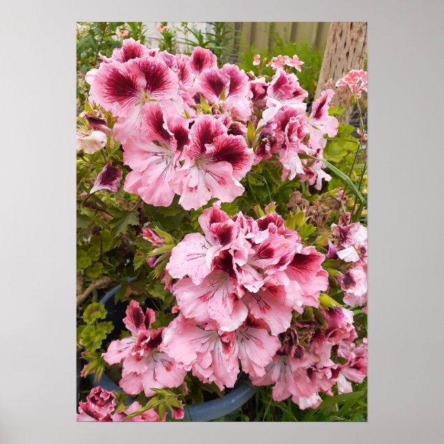 Beautiful Peach Pelargonium Flower Garden Poster (Front)