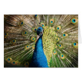 Beautiful peacock (Front Horizontal)