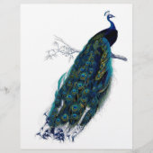 Beautiful peacock (Front)