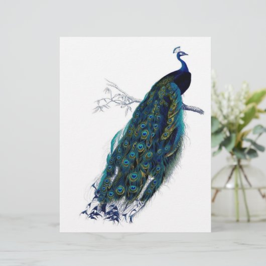 Beautiful peacock (Standing Front)