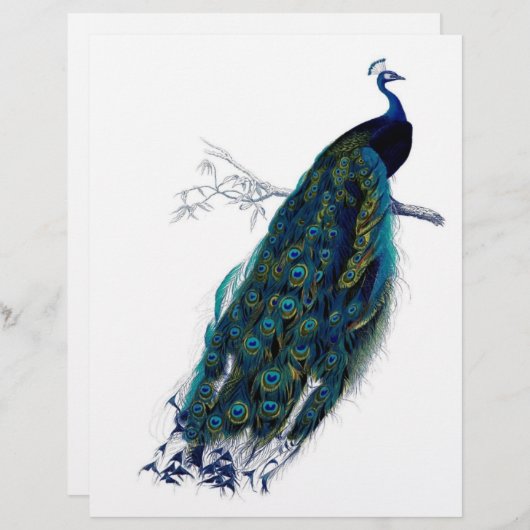 Beautiful peacock (Front/Back)