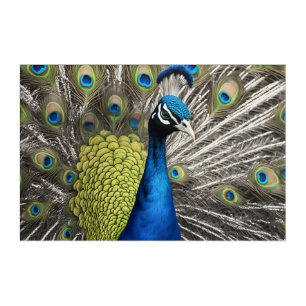 Beautiful Peacock Acrylic Print