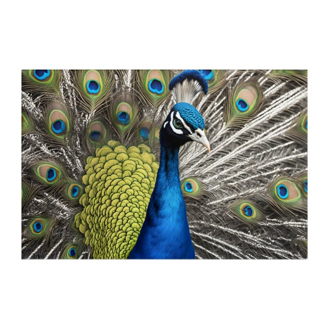 Beautiful Peacock Acrylic Print (Front)