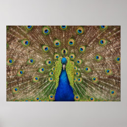 Beautiful peacock and feathers print