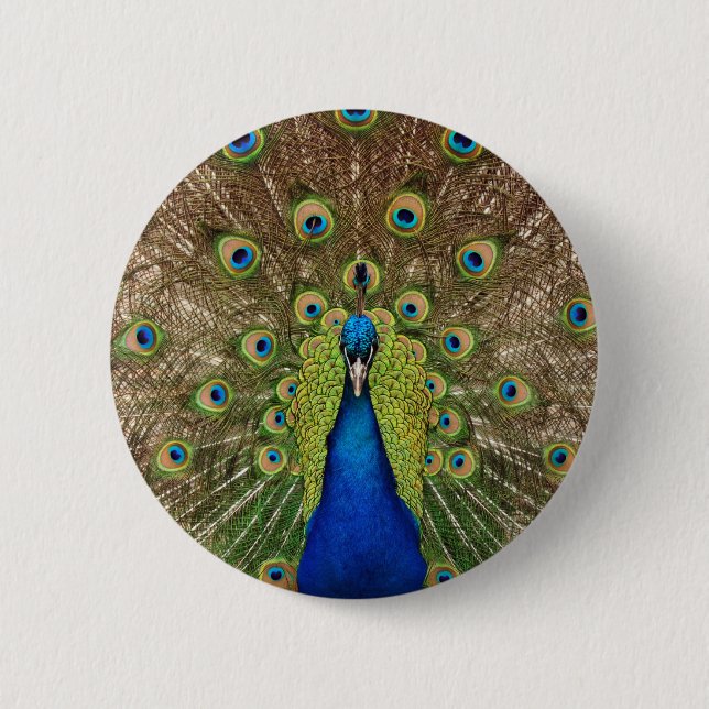 Beautiful peacock and tail feathers print pinback button (Front)
