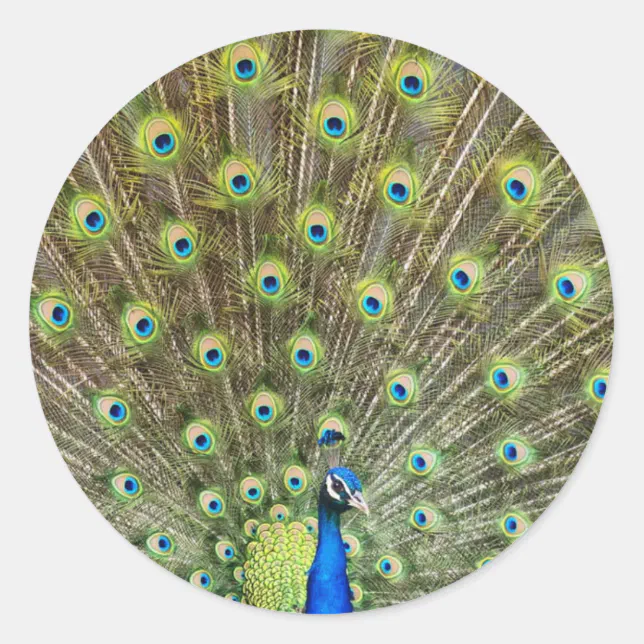 Beautiful Peacock Bird Classic Round Sticker | Zazzle