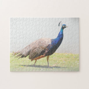 Beautiful Peacock Bird Jigsaw Puzzle