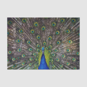 Beautiful Peacock bird Tissue Paper
