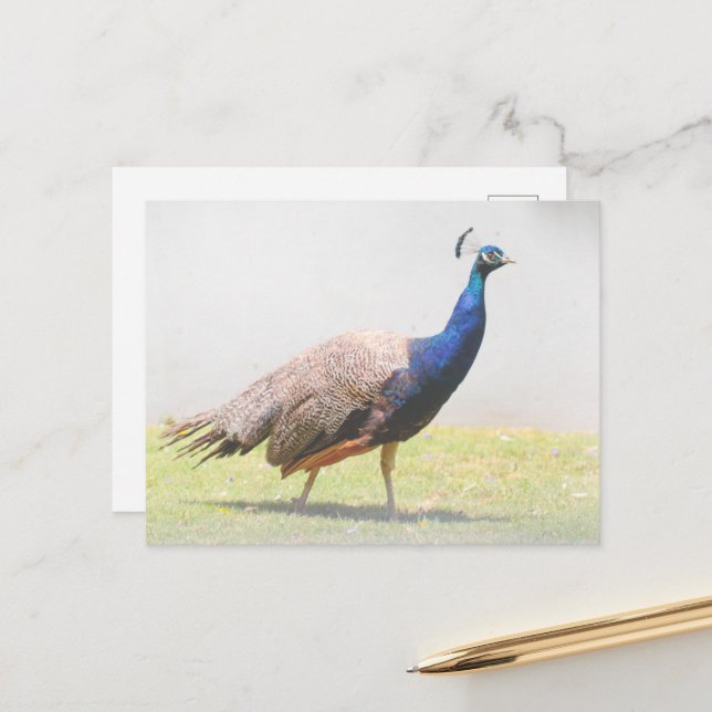 Beautiful Peacock Bird Walking Postcard (Front/Back In Situ)