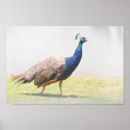 Beautiful Peacock Bird Walking Poster
