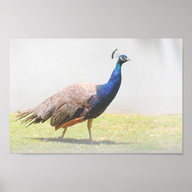 Beautiful Peacock Bird Walking Poster (Front)