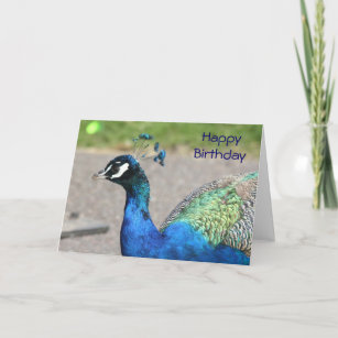 Peacock Birthday Cards | Zazzle