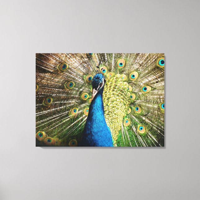 Beautiful peacock canvas print (Front)