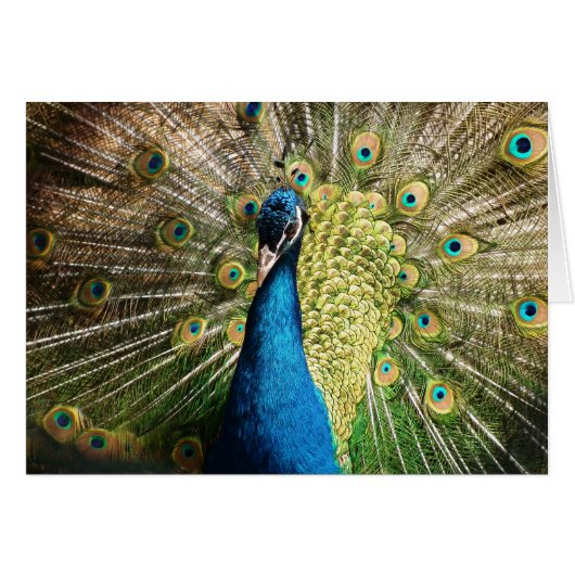 Beautiful peacock cards (Front Horizontal)
