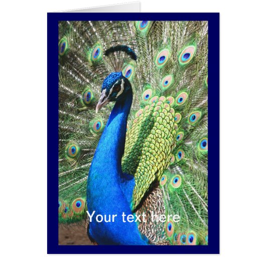 Beautiful Peacock Cards (Front)
