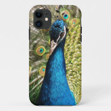 Beautiful Peacock