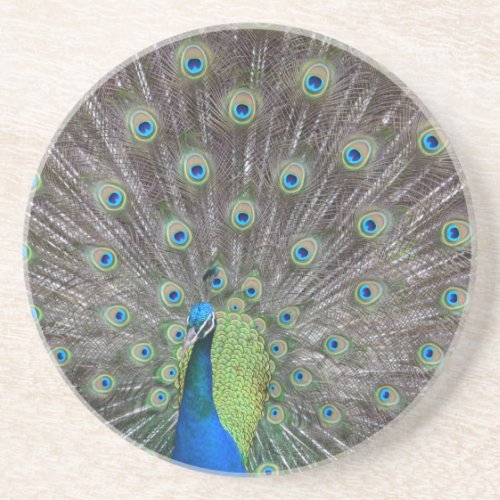 Beautiful Peacock       Coaster