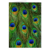 Beautiful Peacock Feathers (Front)