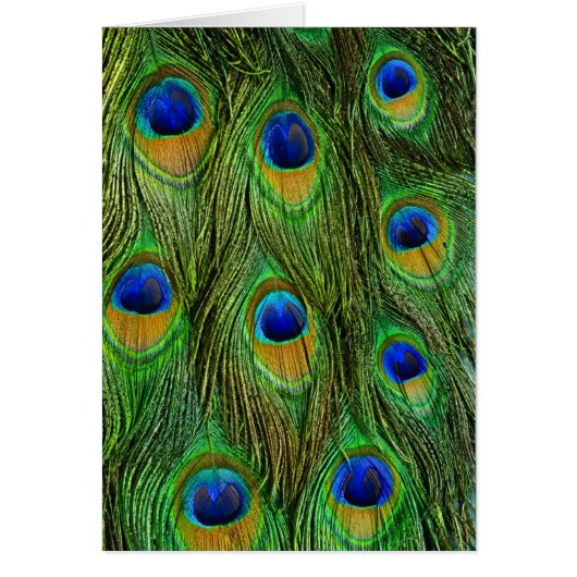 Beautiful Peacock Feathers Cards (Front)