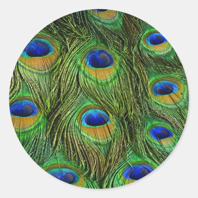 Beautiful Peacock Feathers Classic Round Sticker (Front)