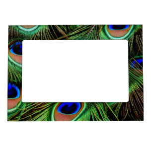 Beautiful Peacock Feathers Magnetic Frame