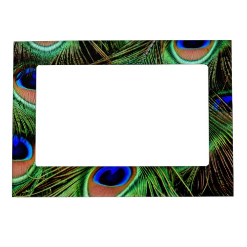 Beautiful Peacock Feathers  Magnetic Frame