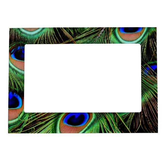 Beautiful Peacock Feathers  Magnetic Frame (Front)