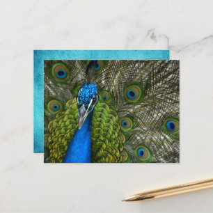 Beautiful Peacock Feathers Postcard