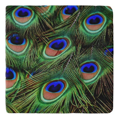 Beautiful Peacock Feathers  Trivet