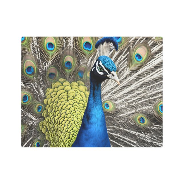 Beautiful Peacock Metal Print (Front)