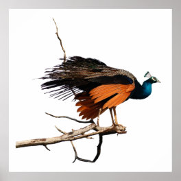 Beautiful peacock on branch poster