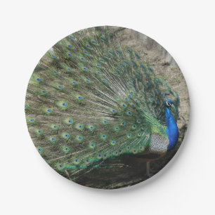 Beautiful Peacock Paper Plates