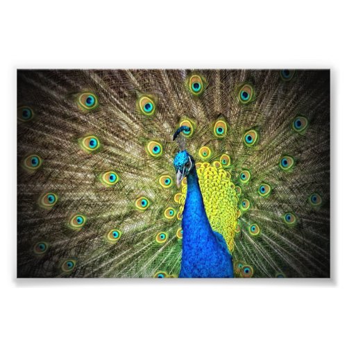 Beautiful Peacock Photo
