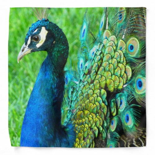 Beautiful Peacock Photo Bandana