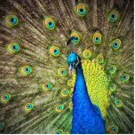 Beautiful Peacock Photo Cutout<br><div class="desc">Photo of a beautiful peacock with beautiful feathers.</div>