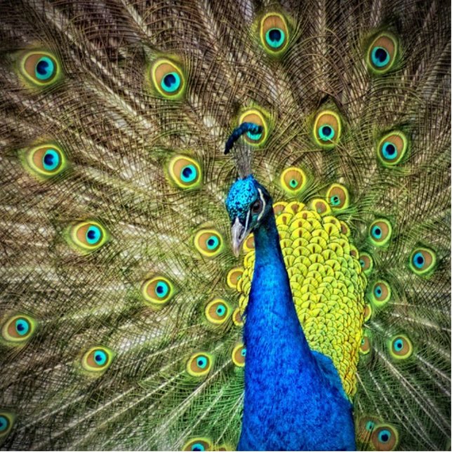 Beautiful Peacock Photo Cutout (Front)