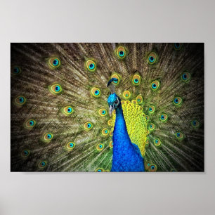 Beautiful Peacock Photo Poster