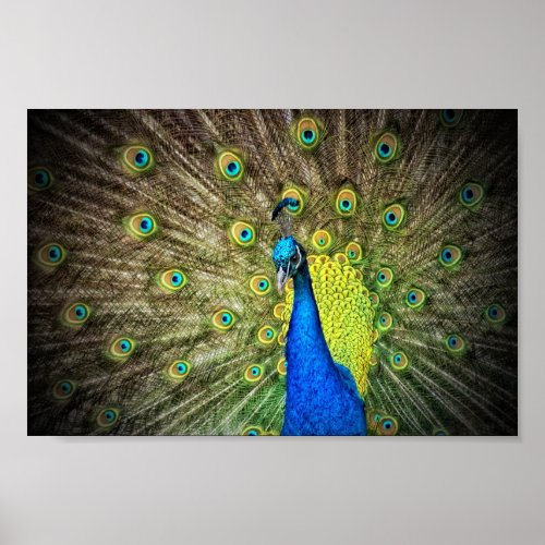 Beautiful Peacock Photo Poster