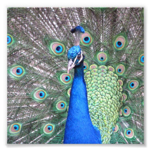 Beautiful Peacock Photo Print