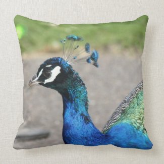 Beautiful Peacock Pillow