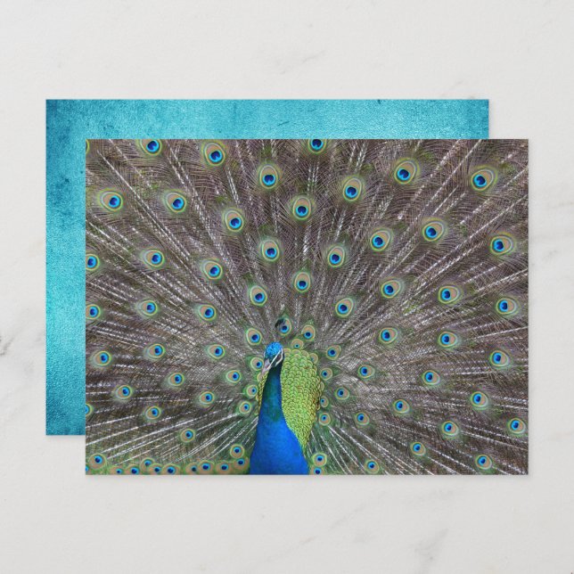 Beautiful Peacock    Postcard (Front/Back)