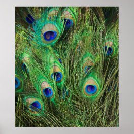 Beautiful Peacock Poster