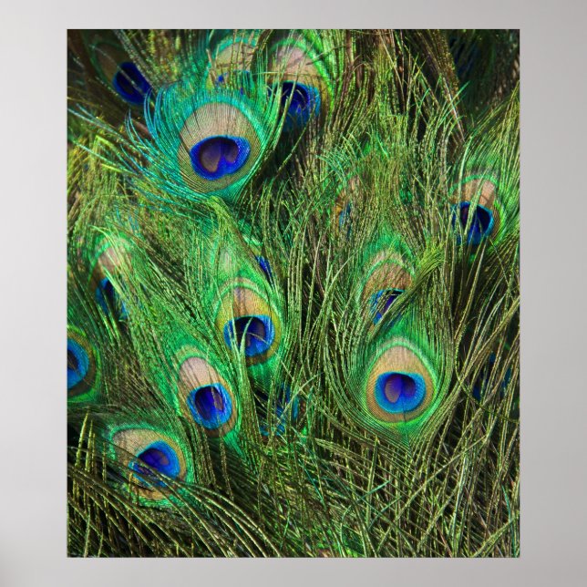 Beautiful Peacock Poster (Front)