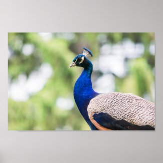 Beautiful Peacock Poster